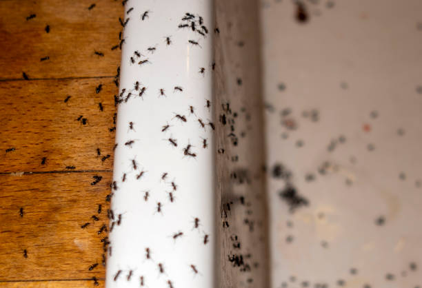 Professional Pest Control in Luxora, AR