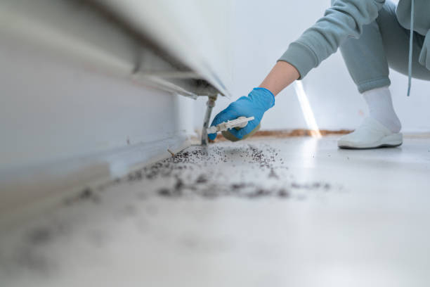 Best Bed Bug Extermination  in Luxora, AR